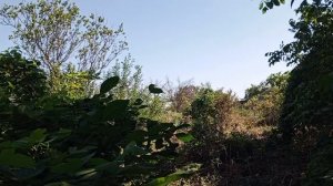 Воспоминания детства.Акация дикая