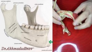 Анатомия нижней челюсти. Ахмадудинов А.М.