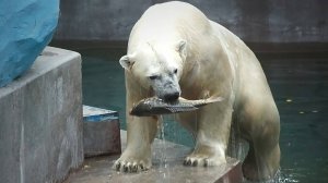Белые медведи Кай и Герда получили живую рыбу на День рождения зоопарка.