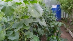 № 19. Колобок Игорь в теплице на даче.