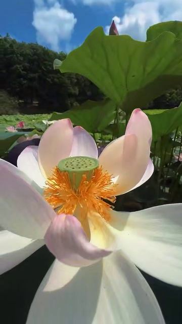 Полюбуемся прекрасными лотосами смотреть онлайн