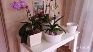 По многочисленным советам решила удобрить свои орхидеи 🤔
Посмотрим что из этого получится, ☺🙏