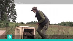 Во Владимирской области сразу трех краснокнижных птиц выпустили в естественную среду