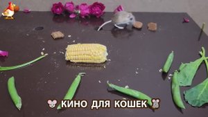 Видео для кошек про крысок развлекать питомцев 🐭🐀😂 (282)