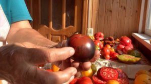 IMG_8914 Мои томаты, гиганты.