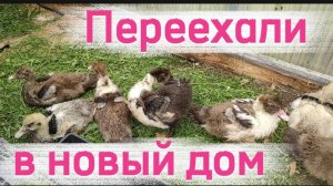 Начищают пёрышки.