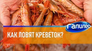 Галилео 🦐 Как ловят креветок?