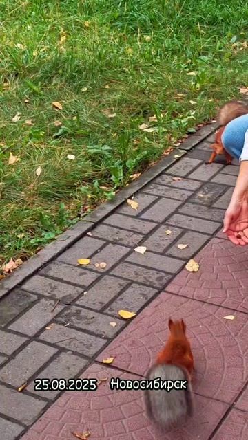 Беличий переполох в парке берёзовая роща смотреть онлайн