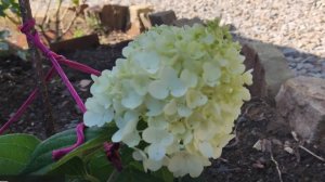 Гортензия метельчатая Strawberry Blossom. 
Начало цветения.