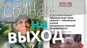 Стих 279. Свиньи, на выход!