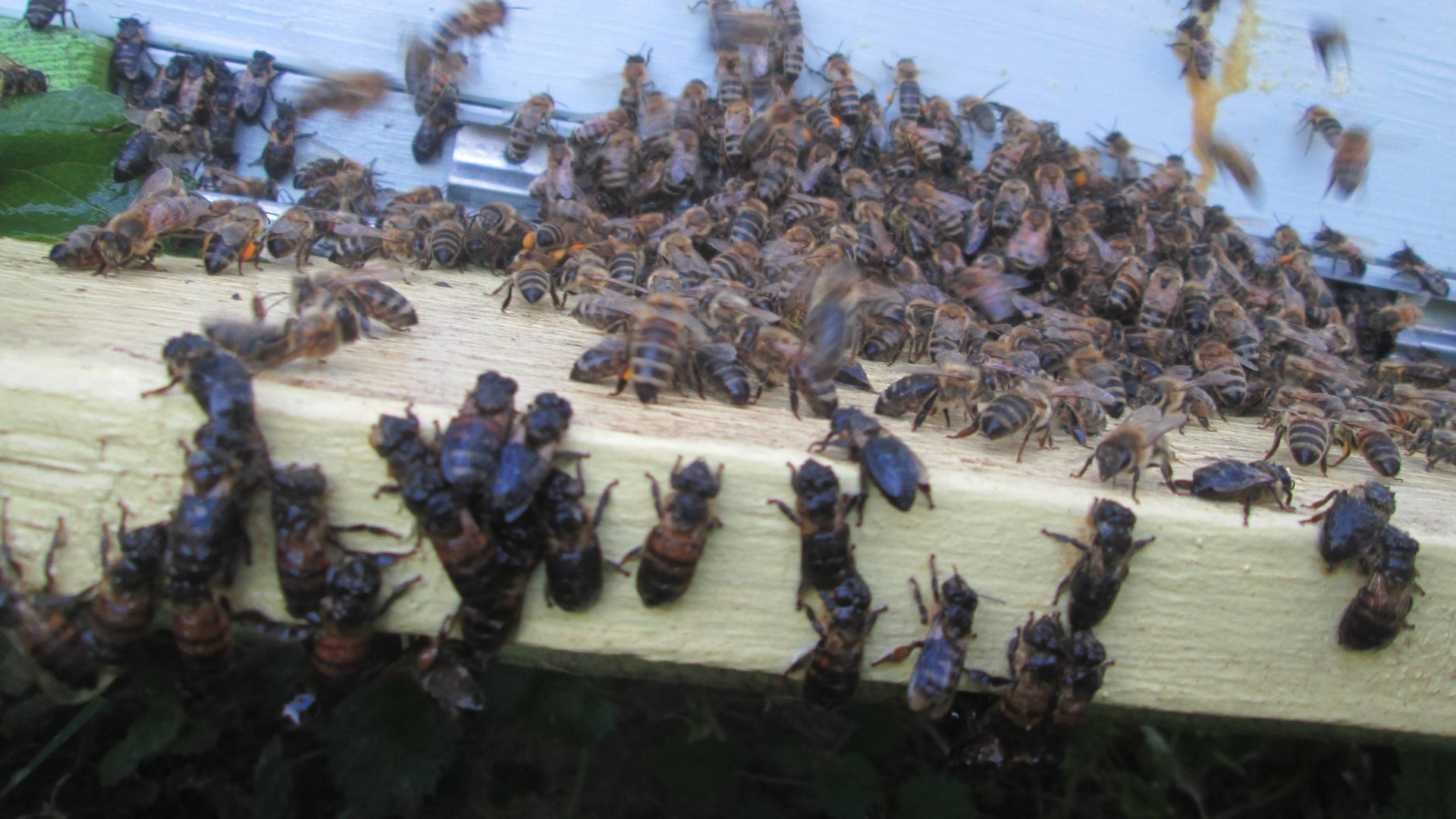 Пчелы воровки смотреть онлайн