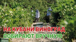 Посмотрите, как это происходит на виноградниках в Абрау-Дюрсо