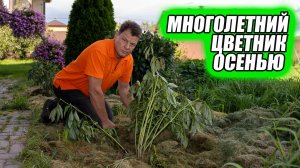 Осенний уход за многолетним цветником