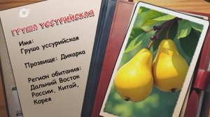 Агент биосферы / Груша уссурийская / 25.08.25