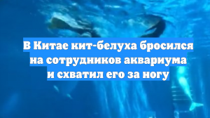 В Китае кит-белуха бросился на сотрудников аквариума и схватил его за ногу