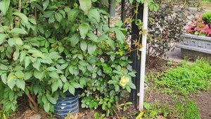 САД ВО ДВОРЕ ДОМА В ПИТЕРЕ 2025