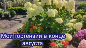 Гортензии в конце августа. Чем подкармливаю, профилактика хлороза.