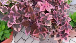 Цветочный микс.