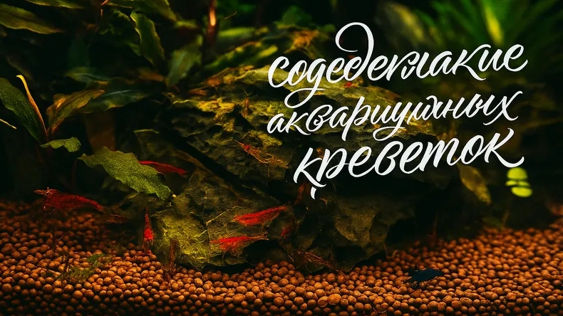 Все о содержании аквариумных креветок: Советы для новичков смотреть онлайн