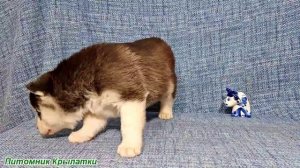 Предлагаем черно-белого мальчика щенка хаски, голубоглазого, родился 21 июля 2025 года