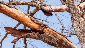 Диагностику деревьев на скрытую гниль и повреждения провели в Алматы