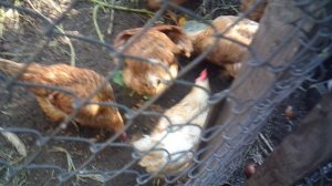 Кормление курочек слизнями