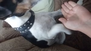 муха не мухтар