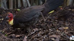 Австралийская сорная курица Alectura lathami