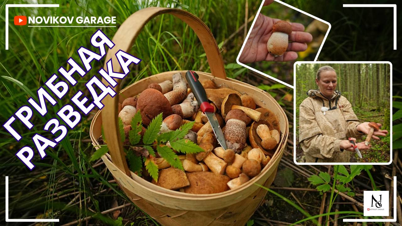 Грибная разведка 23 августа 2025 Гатчинский район смотреть онлайн