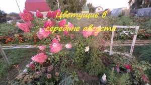 Цветущие в середине августа #98