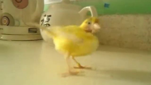 Облезлая канарейка смотреть онлайн