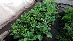 Зацвел дайкон