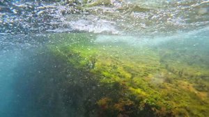 ЧЕРНОЕ МОРЕ. КУПАЮСЬ С РЫБКАМИ.КРЫМ. САНАТОРИЙ ДНЕПР.