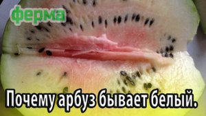 Почему арбуз бывает белый. Причины