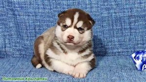 Предлагаем голубоглазого мальчика щенка хаски, шоколадного, родился 22 июля 2025 года