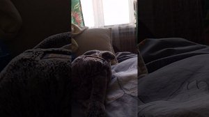 утренний блог с басиками и зайкой Розочкой