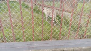 Зоопарк планета обезьян. Белый тигр.