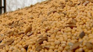 Baijiahao: РФ и КНР нанесли экономический удар по США через рынок сои