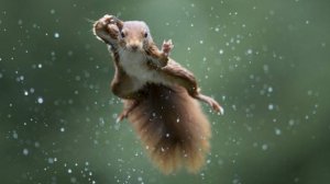 СМЕШНЫЕ ВИДЕОПРИКОЛЫ |Забавные животные |ПОДБОРКА ПРИКОЛОВ