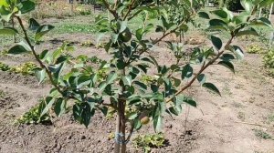 22 августа +35°С Прошёлся по саду