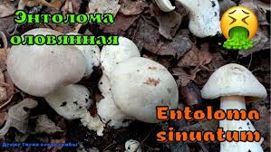 Энтолома ядовитая | Entoloma sinuatum