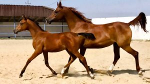 Арабская кобылка 2025 г.р.  +79883400208