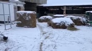 еду в санях на Мишке и Ялике