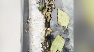 Град в Санкт-Петербурге 25.08.2025