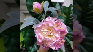 Прочищающее выражение для спокойствия и антистресса #антистресс #АлексейФеникс