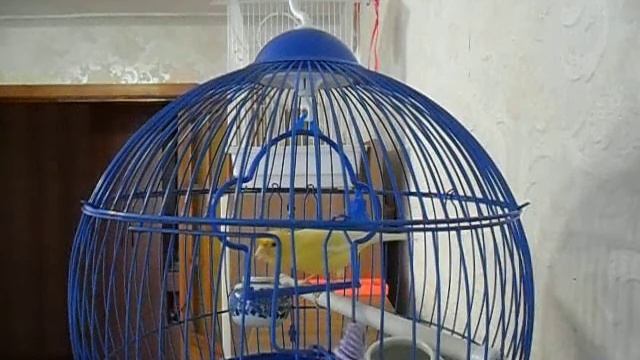 Кенар смотреть онлайн