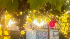 Любимый дворик