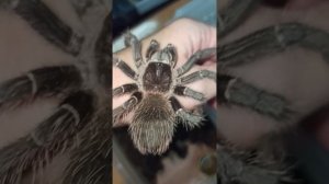 Кормление малышей птицеедов! Продаются!