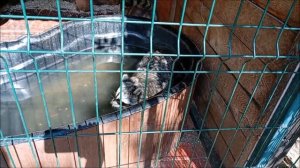 Прекрасные енотики очень рады посетителям 21.08.2025 Левобережный зоопарк "Обитаемый остров"