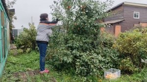 Сбор яблок в Сибири на севере.